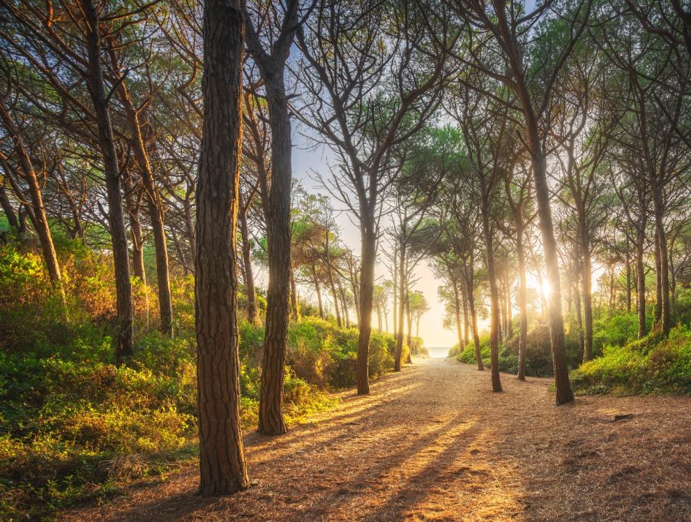 Sentiero nel bosco al tramonto, con luce dorata tra gli alberi.